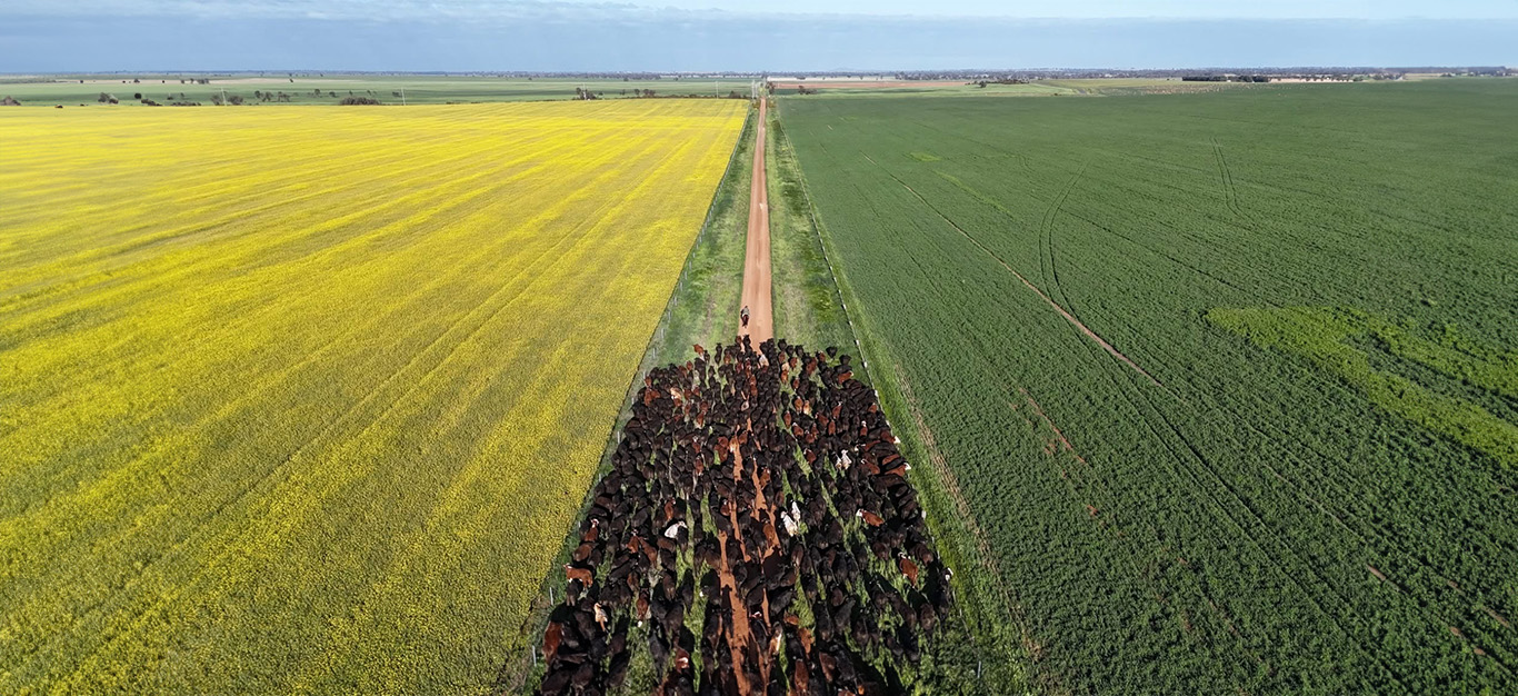 High quality Australian meat